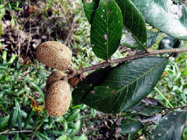 Thứ quả rất quý hiếm và độc đáo của miền Tây Nam bộ, biết giá ai cũng phải tìm mua ăn bằng được - Ảnh 3.