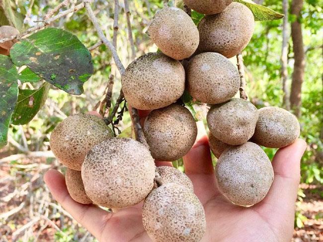 Thứ quả rất quý hiếm và độc đáo của miền Tây Nam bộ, biết giá ai cũng phải tìm mua ăn bằng được - Ảnh 1.