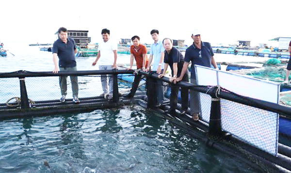 “Nhất cử lưỡng tiện” sử dụng lồng nhựa HDPE nuôi cá trên biển ở Quảng Ngãi - Ảnh 5. “Nhất cử lưỡng tiện” sử dụng lồng nhựa HDPE nuôi cá trên biển ở Quảng Ngãi - Ảnh 5.
