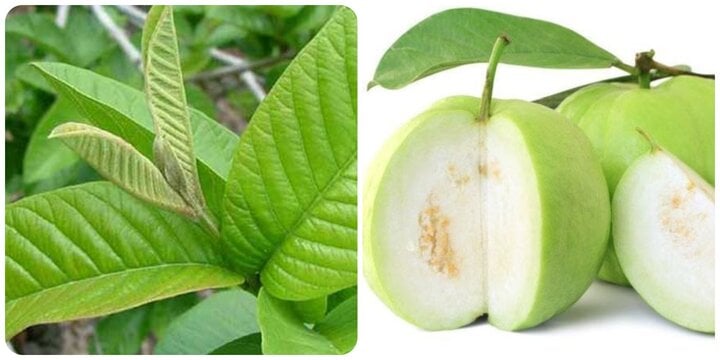 Lá ổi có tác dụng gì? - Ảnh 1. Lá ổi có tác dụng gì? - Ảnh 1.
