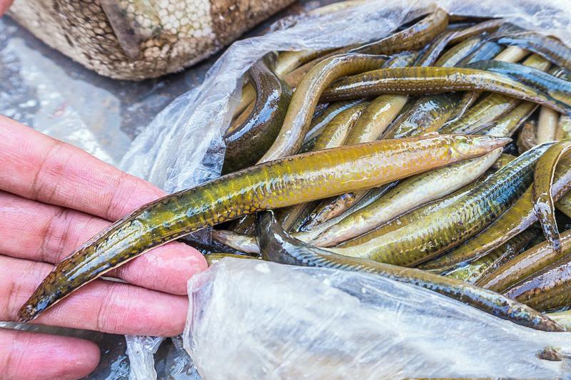 Cá gì mà đầy gai, trơn bóng, nhưng kho lên ăn ngon không tả xiết - Ảnh 3.