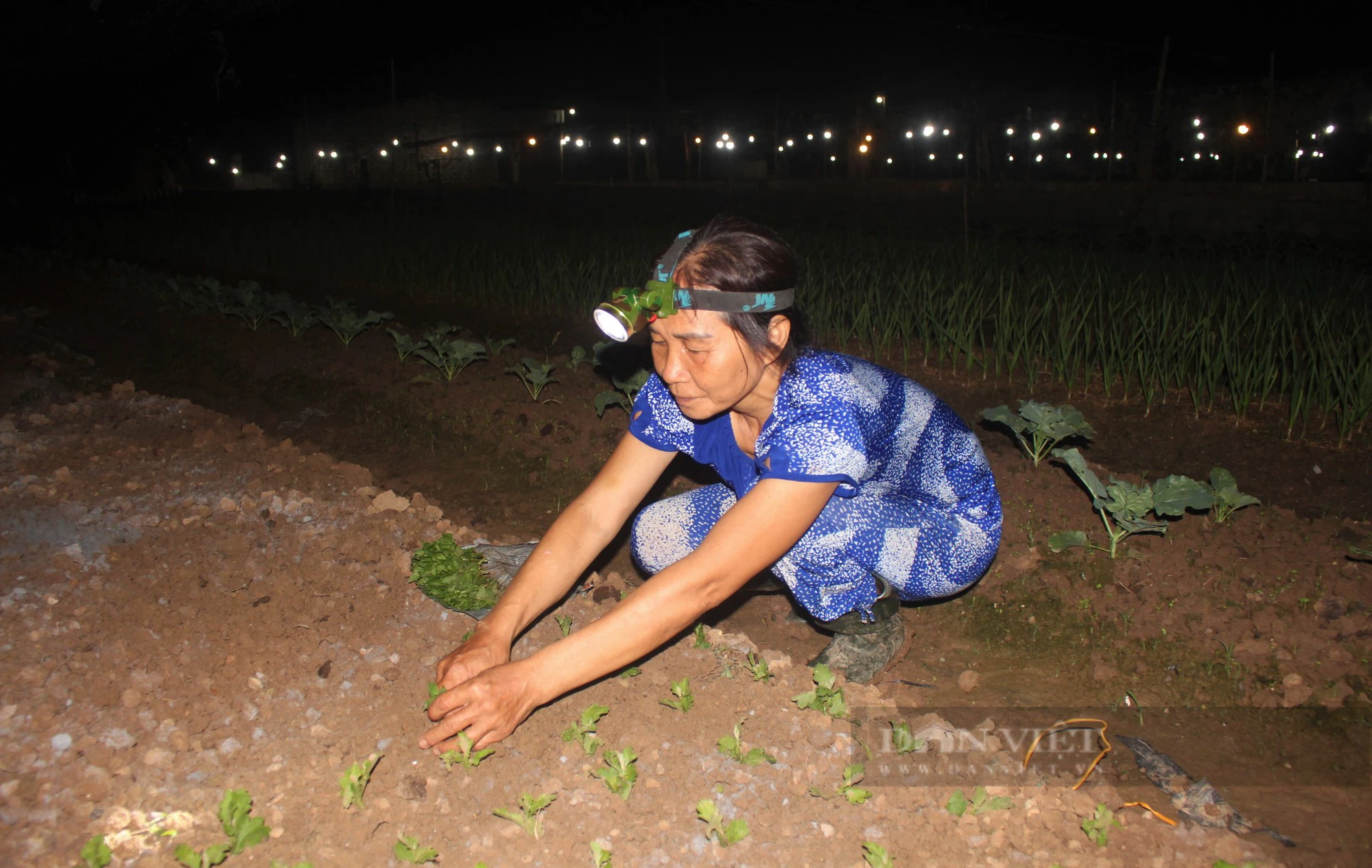 Ra cánh đồng sáng lấp lánh đẹp như phim, ở đó người dân trồng gì mà ai cũng phấn khởi - Ảnh 2.