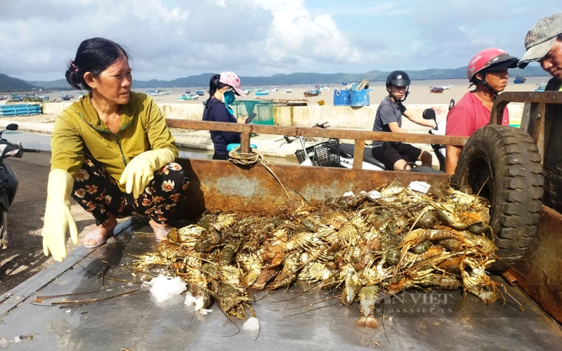 Nông dân tỉnh Phú Yên xót xa nhìn tôm hùm chết hàng loạt do mưa lũ. Ảnh: Dũ Tuấn