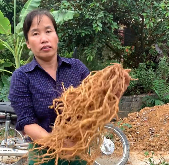 Trồng loại củ ôn thận trợ dương, mạnh gân cốt, chị nông dân Vĩnh Phúc thu 700 triệu - Ảnh 1.