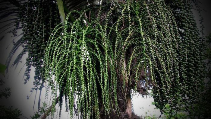 Cây kỳ lạ ở Việt Nam chảy ra loại rượu thơm ngon, bổ dưỡng, rất phù hợp cho phụ nữ, có tác dụng giải nhiệt - Ảnh 1.