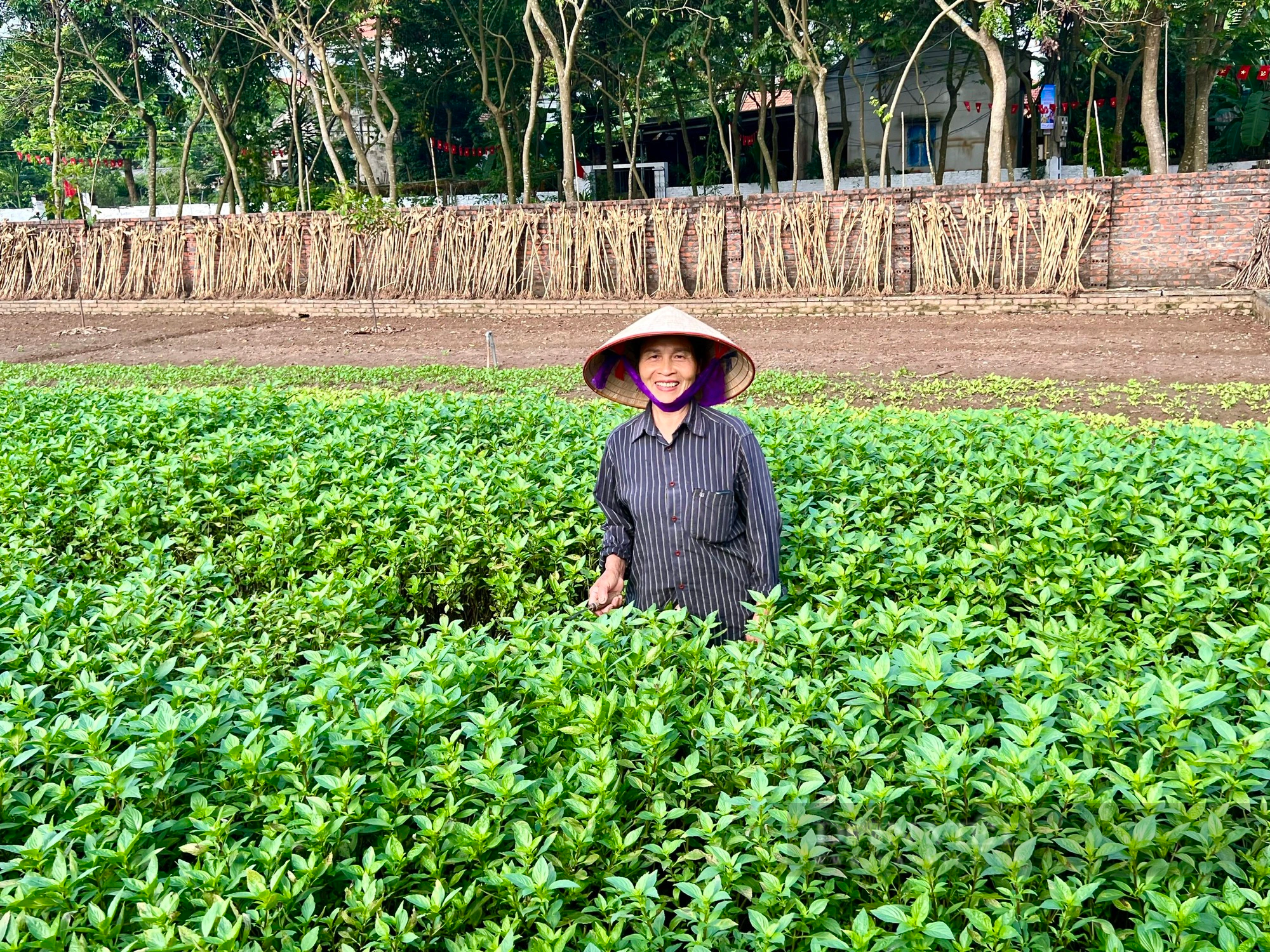 Bừng sáng khu dân cư nông thôn mới kiểu mẫu trên quê hương Đất Tổ - Ảnh 6.