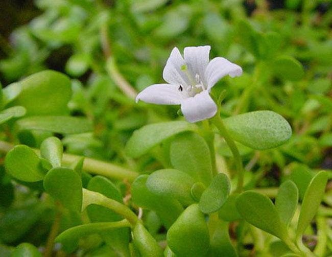 Được mệnh danh là “rau của trí tuệ”, loại rau này được săn lùng vì ngon và tốt cho não bộ, giá 100.000 đồng/kg - Ảnh 10.