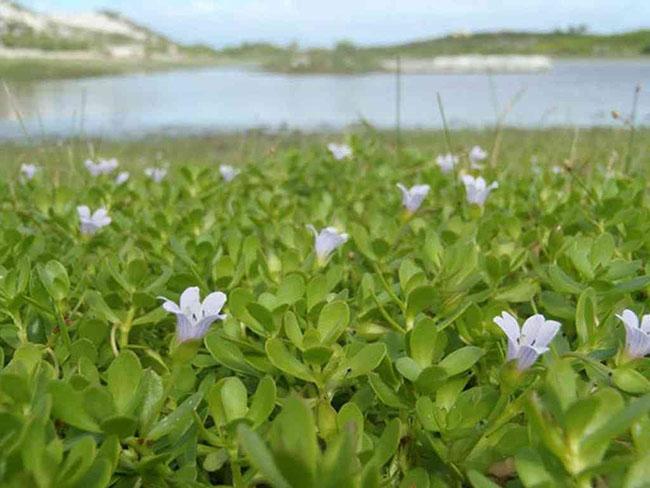 Được mệnh danh là “rau của trí tuệ”, loại rau này được săn lùng vì ngon và tốt cho não bộ, giá 100.000 đồng/kg - Ảnh 5.