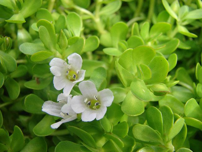Được mệnh danh là “rau của trí tuệ”, loại rau này được săn lùng vì ngon và tốt cho não bộ, giá 100.000 đồng/kg - Ảnh 2.