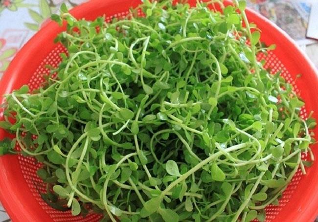 Được mệnh danh là “rau của trí tuệ”, loại rau này được săn lùng vì ngon và tốt cho não bộ, giá 100.000 đồng/kg - Ảnh 3.