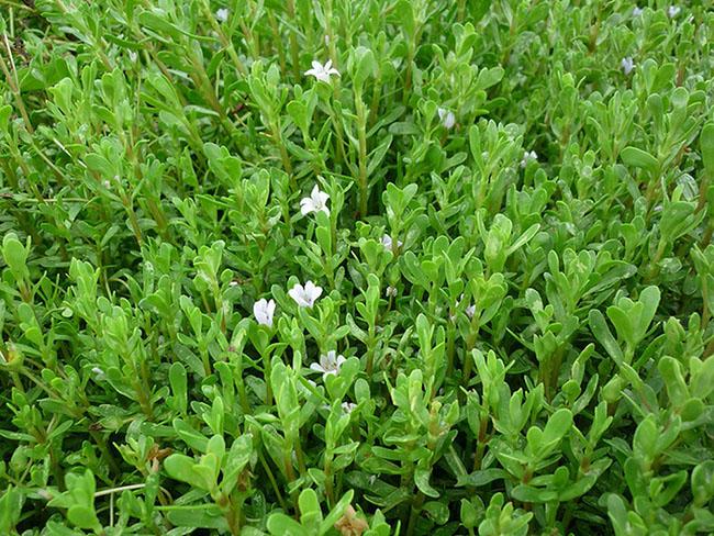 Được mệnh danh là “rau của trí tuệ”, loại rau này được săn lùng vì ngon và tốt cho não bộ, giá 100.000 đồng/kg - Ảnh 9.