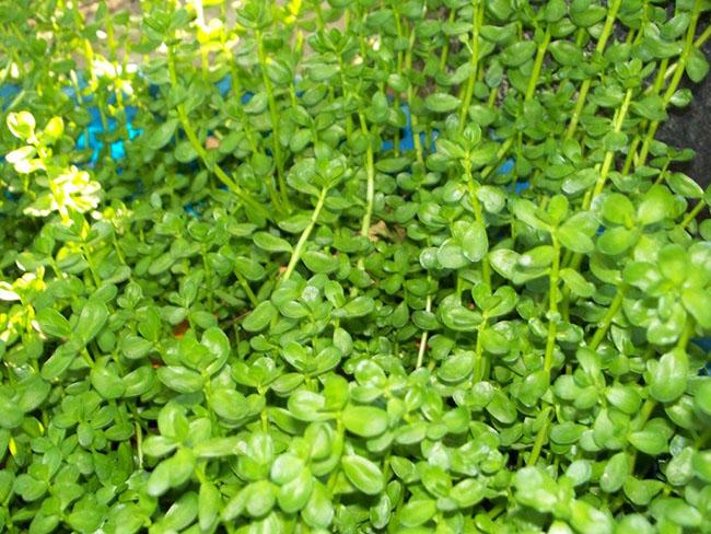 Được mệnh danh là “rau của trí tuệ”, loại rau này được săn lùng vì ngon và tốt cho não bộ, giá 100.000 đồng/kg - Ảnh 6.