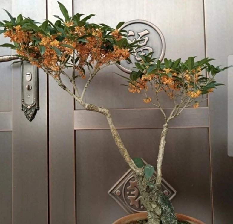 Phòng khách trồng 3 cây này như đặt bùa hộ mệnh trong nhà, gia chủ ăn nên làm ra - Ảnh 3.