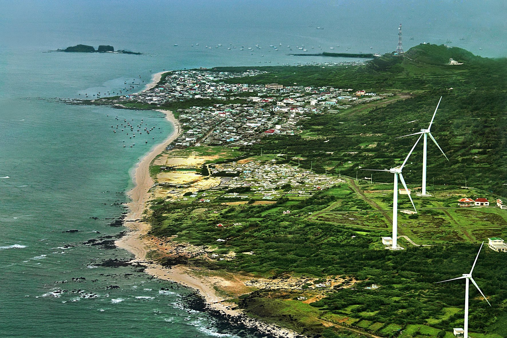 Một &quot;cánh rừng&quot; đẹp lạ ở Bình Thuận, cây xanh lưa thưa, lúp xúp, &quot;cây trắng khổng lồ&quot; - Ảnh 5.