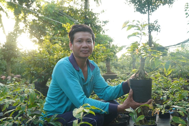 Chỉ bán dịp Tết, mai vàng giúp nông dân Bến Tre làm giàu - Ảnh 3.