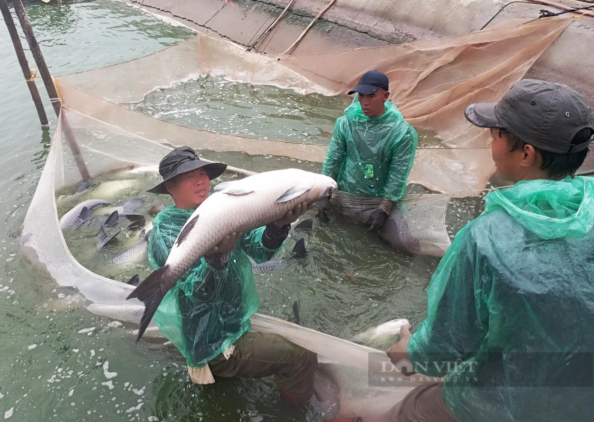 Người dân một nơi ở Nam Định nuôi cá gì mà kéo ao đến đâu, cá bán hết đến đó, dân giàu lên trông thấy - Ảnh 1.