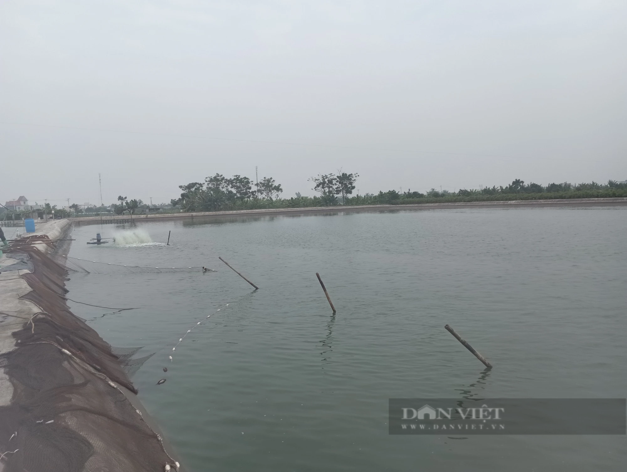 Người dân một nơi ở Nam Định nuôi cá gì mà kéo ao đến đâu, cá bán hết đến đó, dân giàu lên trông thấy - Ảnh 2.