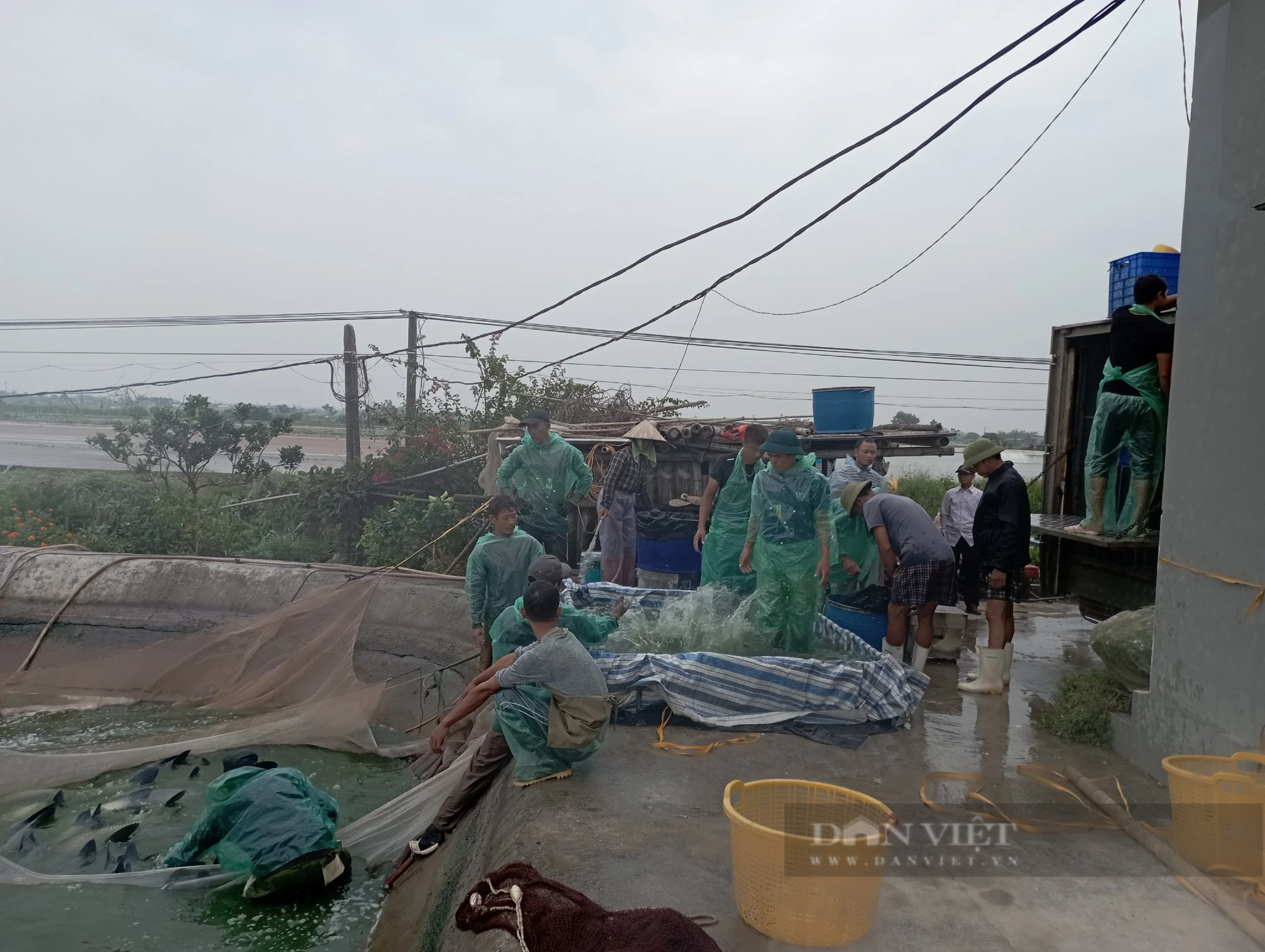 Người dân một nơi ở Nam Định nuôi cá gì mà kéo ao đến đâu, cá bán hết đến đó, dân giàu lên trông thấy - Ảnh 3.