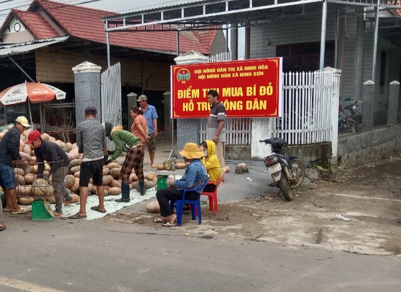 Hội Nông dân kịp thời hỗ trợ tiêu thụ bí đỏ cho người dân ở Khánh Hòa - Ảnh 2.