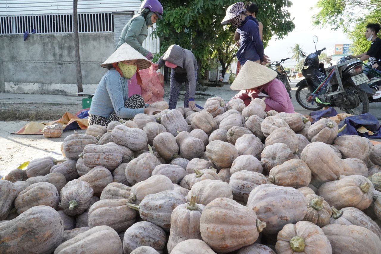 Hội Nông dân kịp thời hỗ trợ tiêu thụ bí đỏ cho người dân ở Khánh Hòa - Ảnh 1.