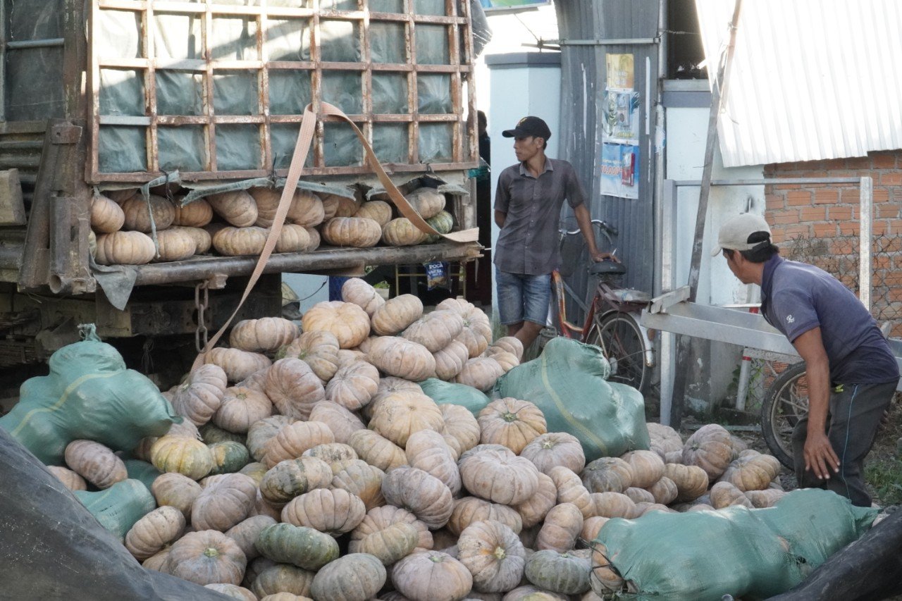 Hội Nông dân kịp thời hỗ trợ tiêu thụ bí đỏ cho người dân ở Khánh Hòa - Ảnh 3.