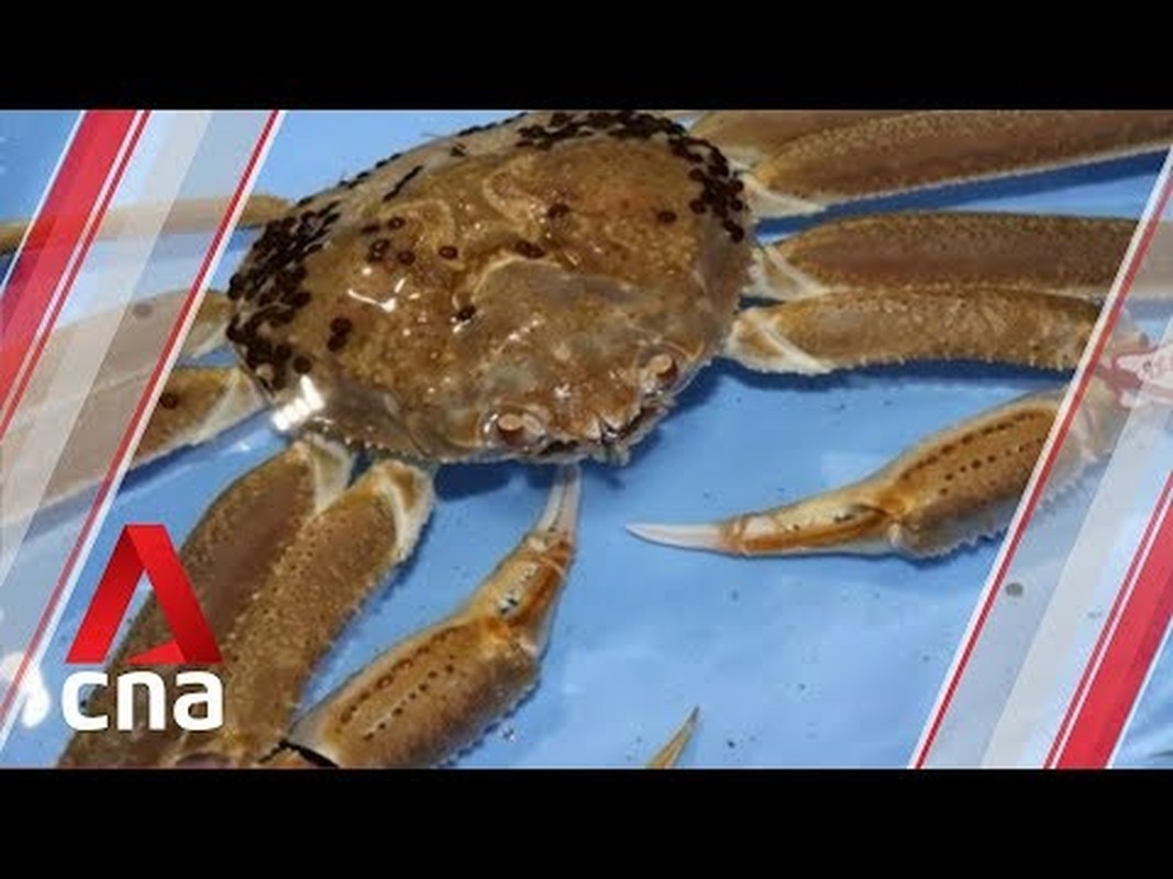 Sốc với giá hơn 1,6 tỷ đồng cho cua tuyết Nhật Bản  - Ảnh 3.
