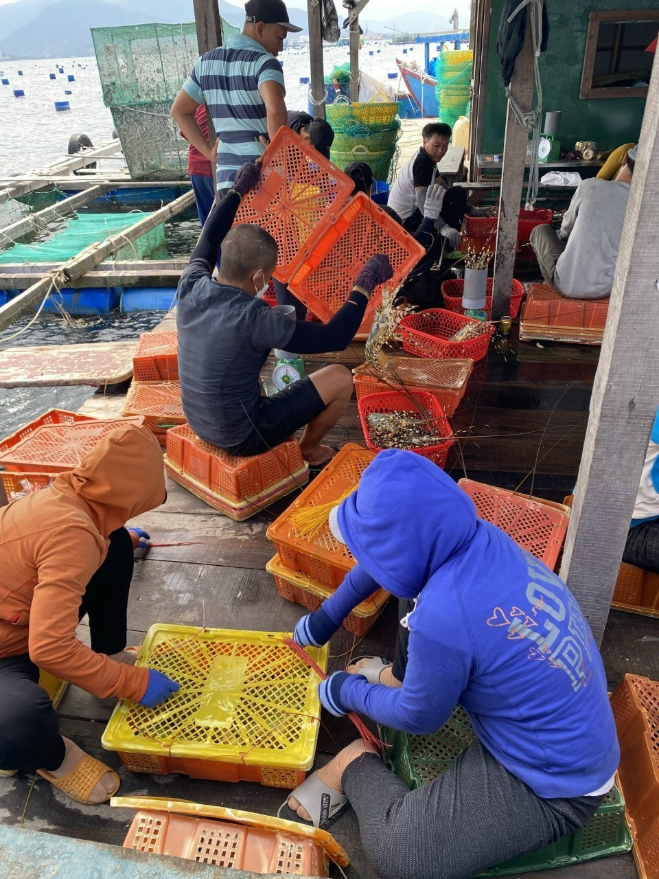 Trung Quốc ngưng nhập tôm hùm bông: Nông dân điêu đứng, doanh nghiệp tìm đầu ra - Ảnh 2.