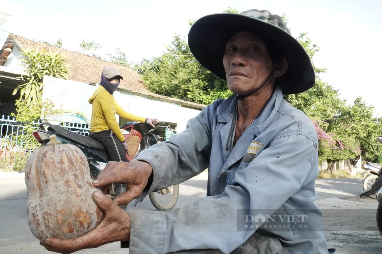 Hàng ngàn tấn bí đỏ ở Khánh Hòa bí đầu ra - Ảnh 1.