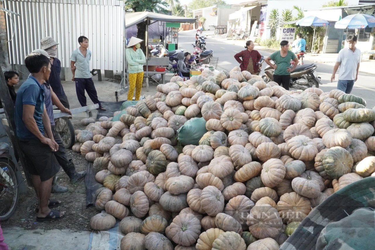 Hàng ngàn tấn bí đỏ ở Khánh Hòa bí đầu ra - Ảnh 2.