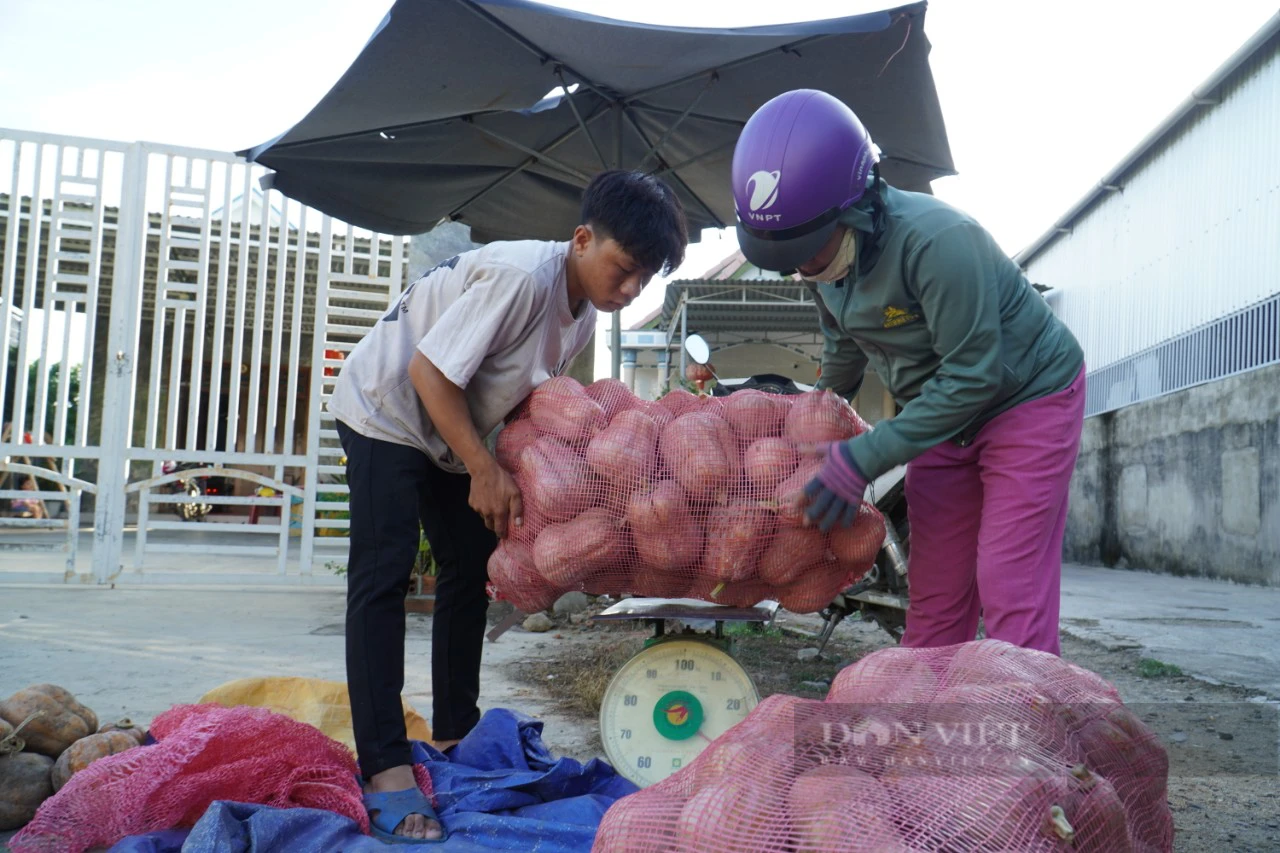 Hàng ngàn tấn bí đỏ ở Khánh Hòa bí đầu ra - Ảnh 4.