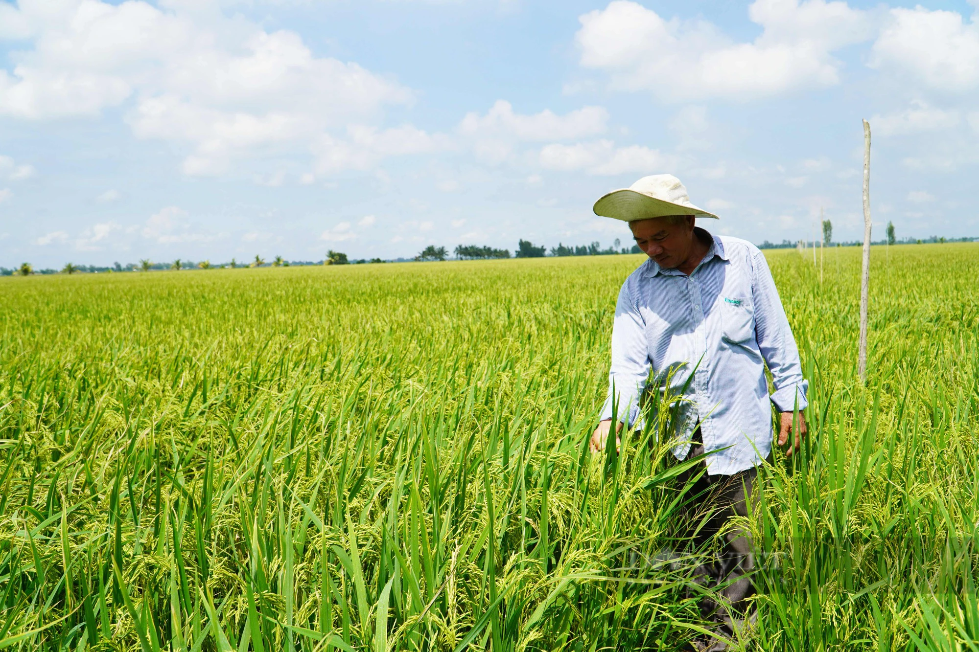 Trồng lúa ở Đồng Tháp: Giám sát bằng ứng dụng hệ thống viễn thám, ghi nhật ký trên điện thoại, phun thuốc bằng máy bay - Ảnh 3.
