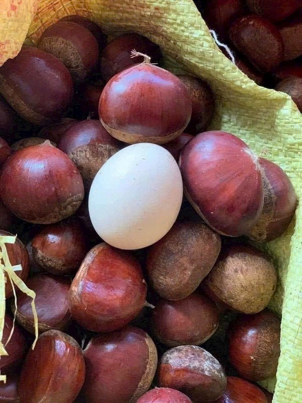 Bật mí hạt dẻ “khổng lồ” to bằng quả trứng gà, giá 30.000 đồng/kg sốt rần rần chợ mạng - Ảnh 1.