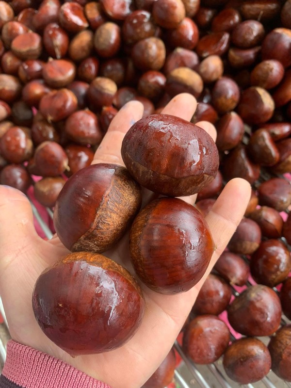 Bật mí hạt dẻ “khổng lồ” to bằng quả trứng gà, giá 30.000 đồng/kg sốt rần rần chợ mạng - Ảnh 10.