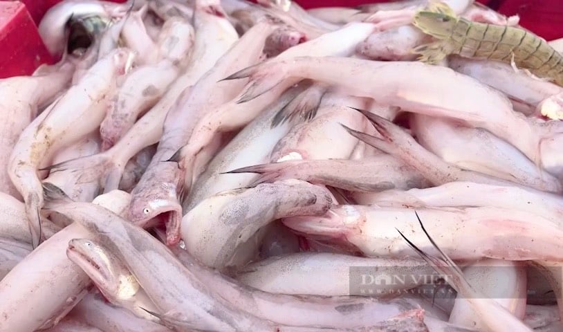 Quảng Bình: Phát hiện loài cá mềm như cháo bày bán ở chợ huyện Bố Trạch dương tính với phoóc môn - Ảnh 1.