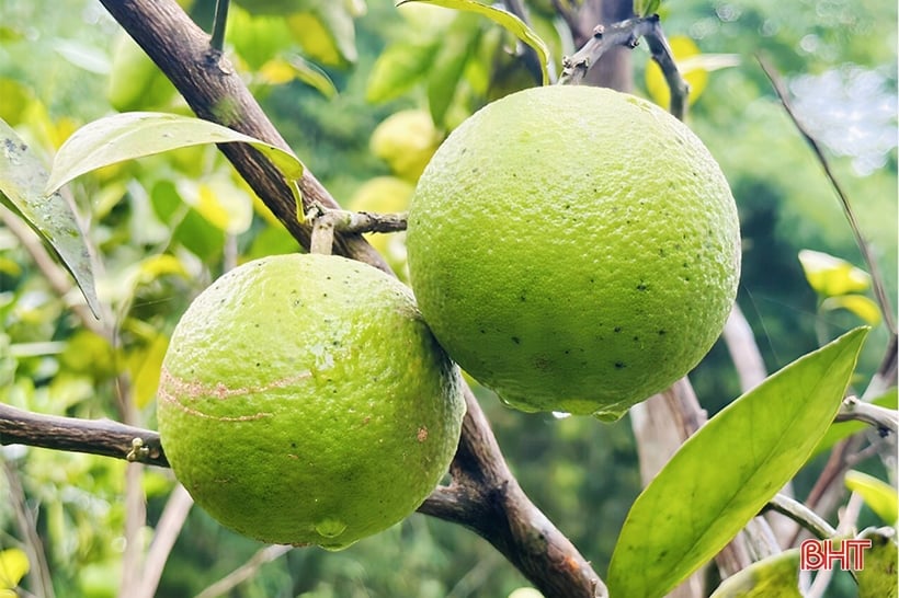 Nông dân Hà Tĩnh thả đàn kiến vàng vào vườn cam, kì lạ cây ít rụng quả, trái to, mọng nước - Ảnh 4.