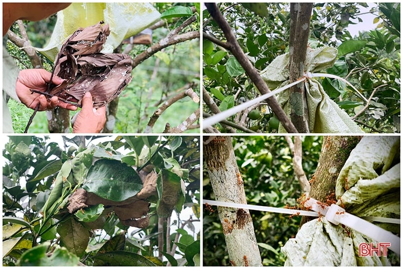 Nông dân Hà Tĩnh thả đàn kiến vàng vào vườn cam, kì lạ cây ít rụng quả, trái to, mọng nước - Ảnh 3.