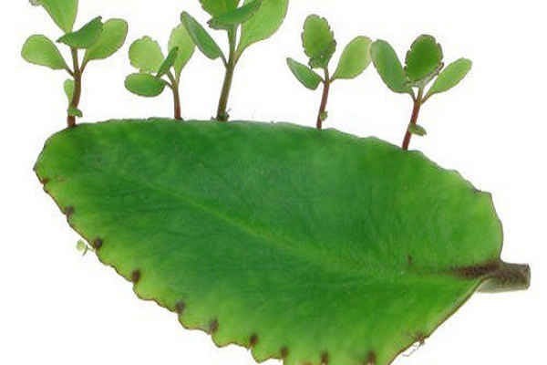 Mọc dại ở Viêt Nam nhưng được thế giới dùng làm thuốc, 5 bài thuốc hữu hiệu nhất của cây lá bỏng - Ảnh 1. Mọc dại ở Viêt Nam nhưng được thế giới dùng làm thuốc, 5 bài thuốc hữu hiệu nhất của cây lá bỏng - Ảnh 1.
