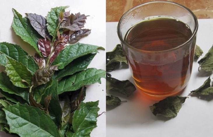 Cây này ví như "vũ khí chống ung thư", không ngờ dễ trồng, ở Việt Nam có bạt ngàn - Ảnh 1. Cây này ví như "vũ khí chống ung thư", không ngờ dễ trồng, ở Việt Nam có bạt ngàn - Ảnh 1.