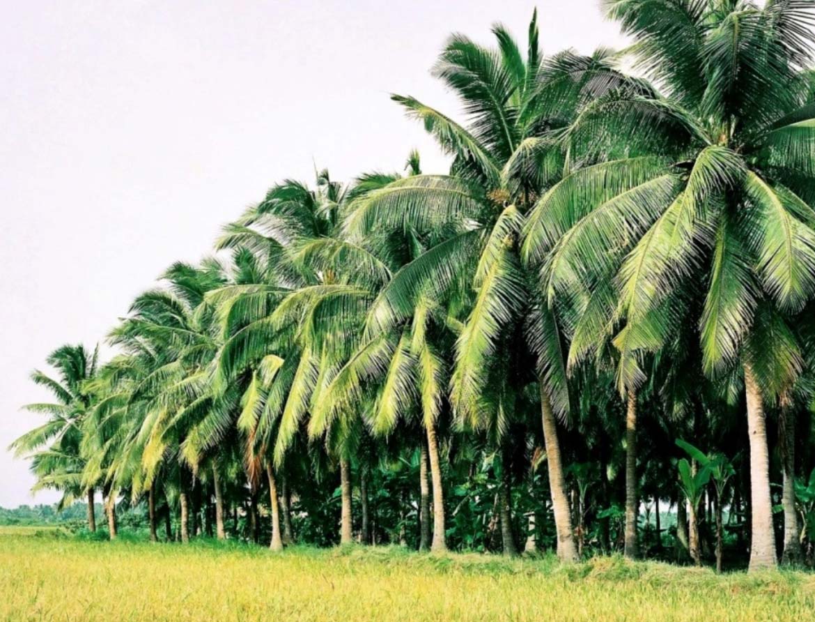 Bến Tre: Món đặc sản duy nhất lọt top Ẩm thực tiêu biểu Việt Nam - Ảnh 1.
