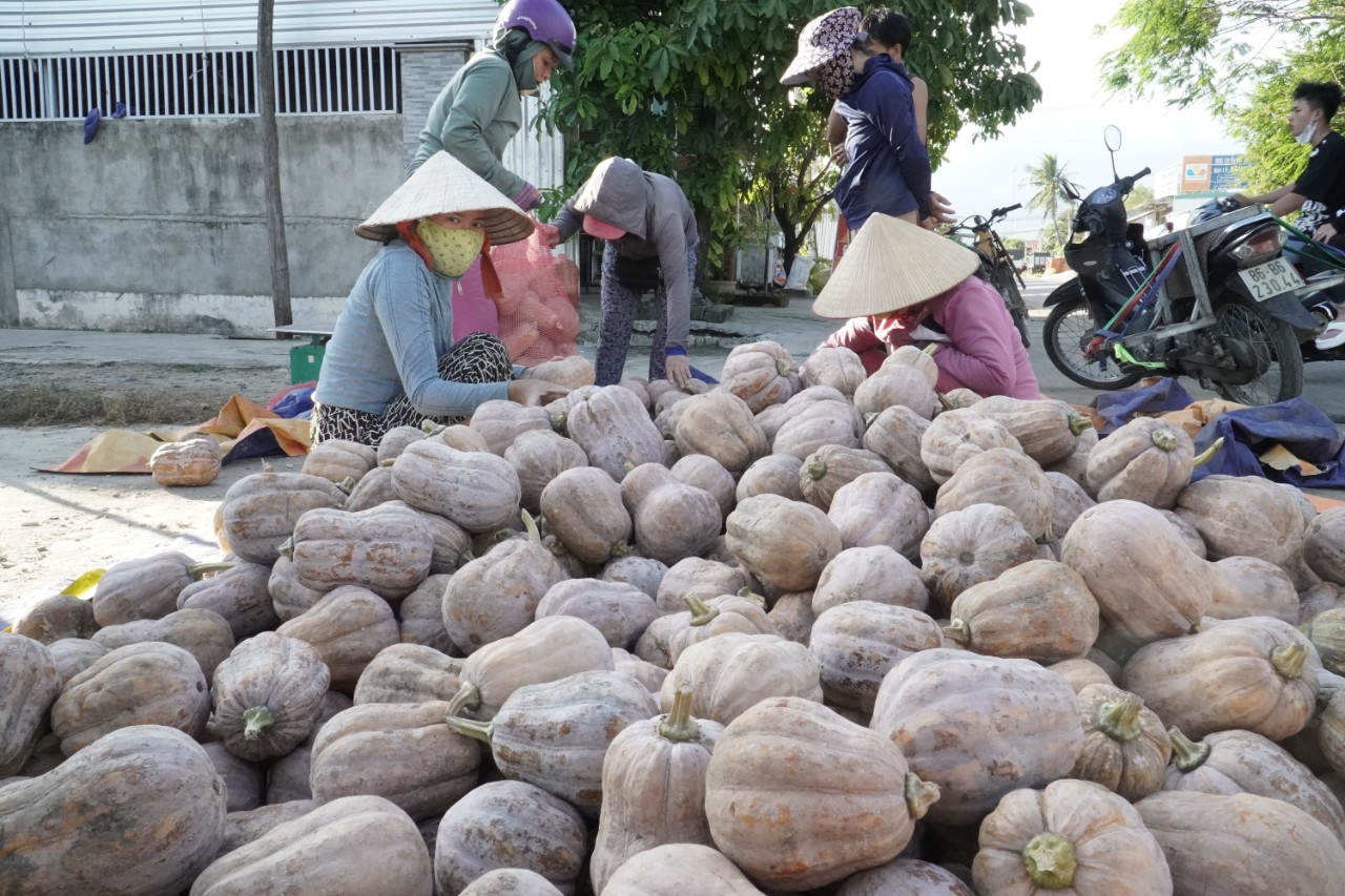 Hội Nông dân Khánh Hòa: Vận động, cán bộ, hội viên nông dân, doanh nghiệp hỗ trợ tiêu thụ bí đỏ - Ảnh 1.