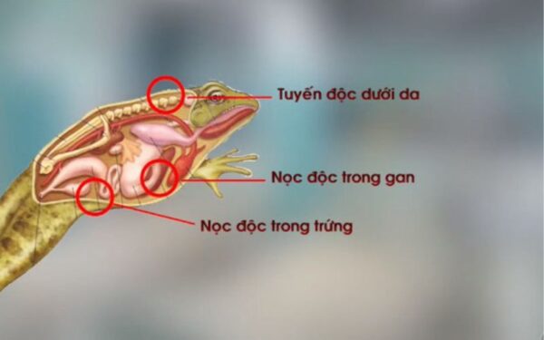 Liên tục có người ngộ độc khi ăn thịt cóc, bác sĩ cảnh báo nguy hiểm - Ảnh 1.