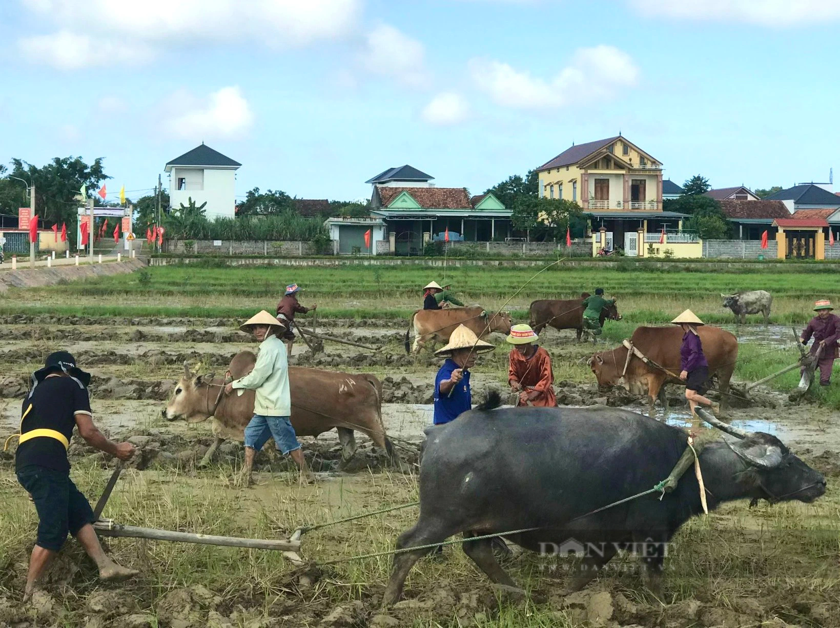 Quảng Bình: Xem các &quot;lão tướng&quot; thi cày ruộng, đường cày nào cũng đẹp, thẳng tắp - Ảnh 4.
