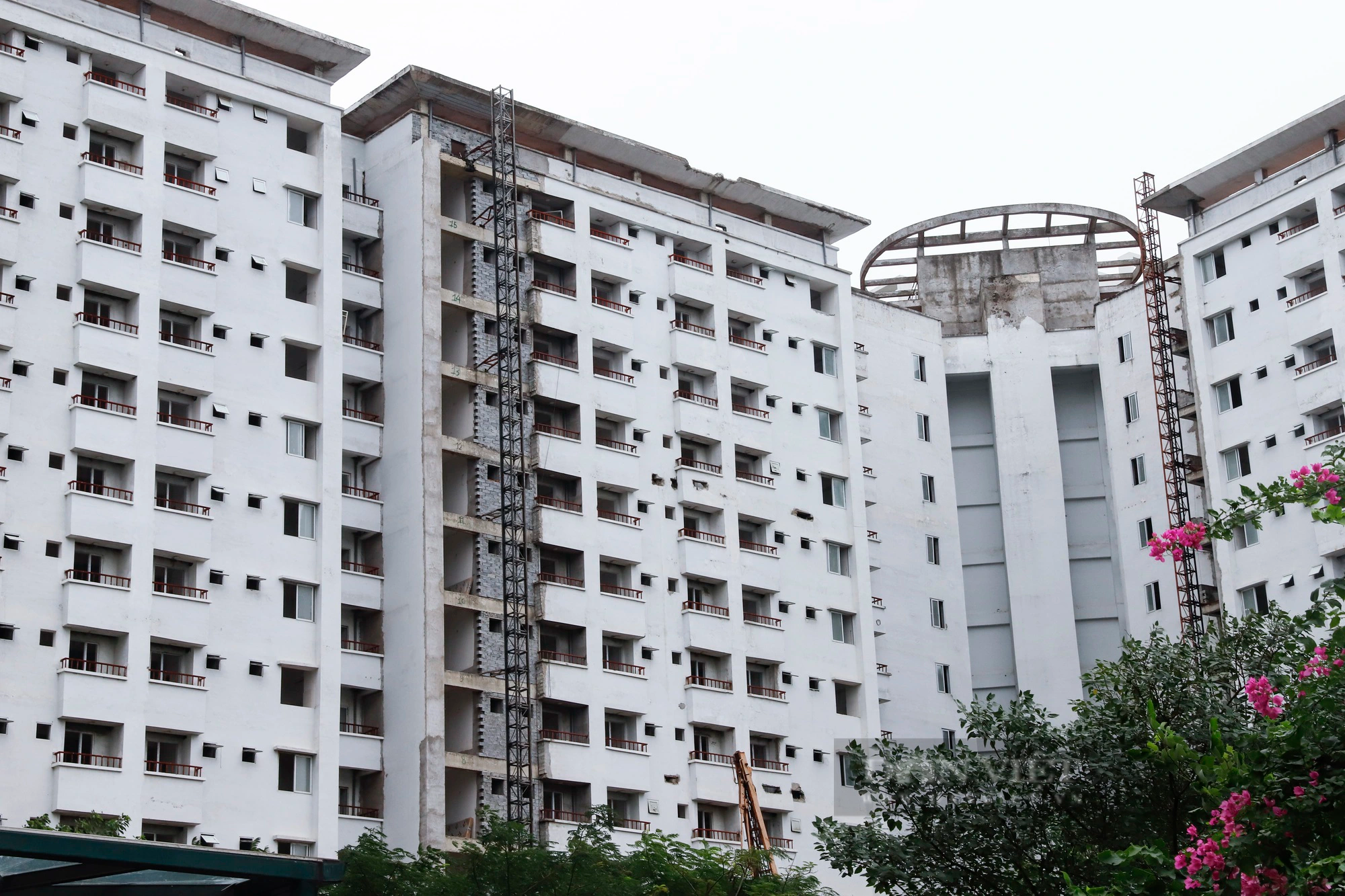 Cỏ cây mọc thành &quot;rừng&quot; tại khu nhà ở tái định cư nằm trên “đất vàng” quận trung tâm Hà Nội - Ảnh 11.