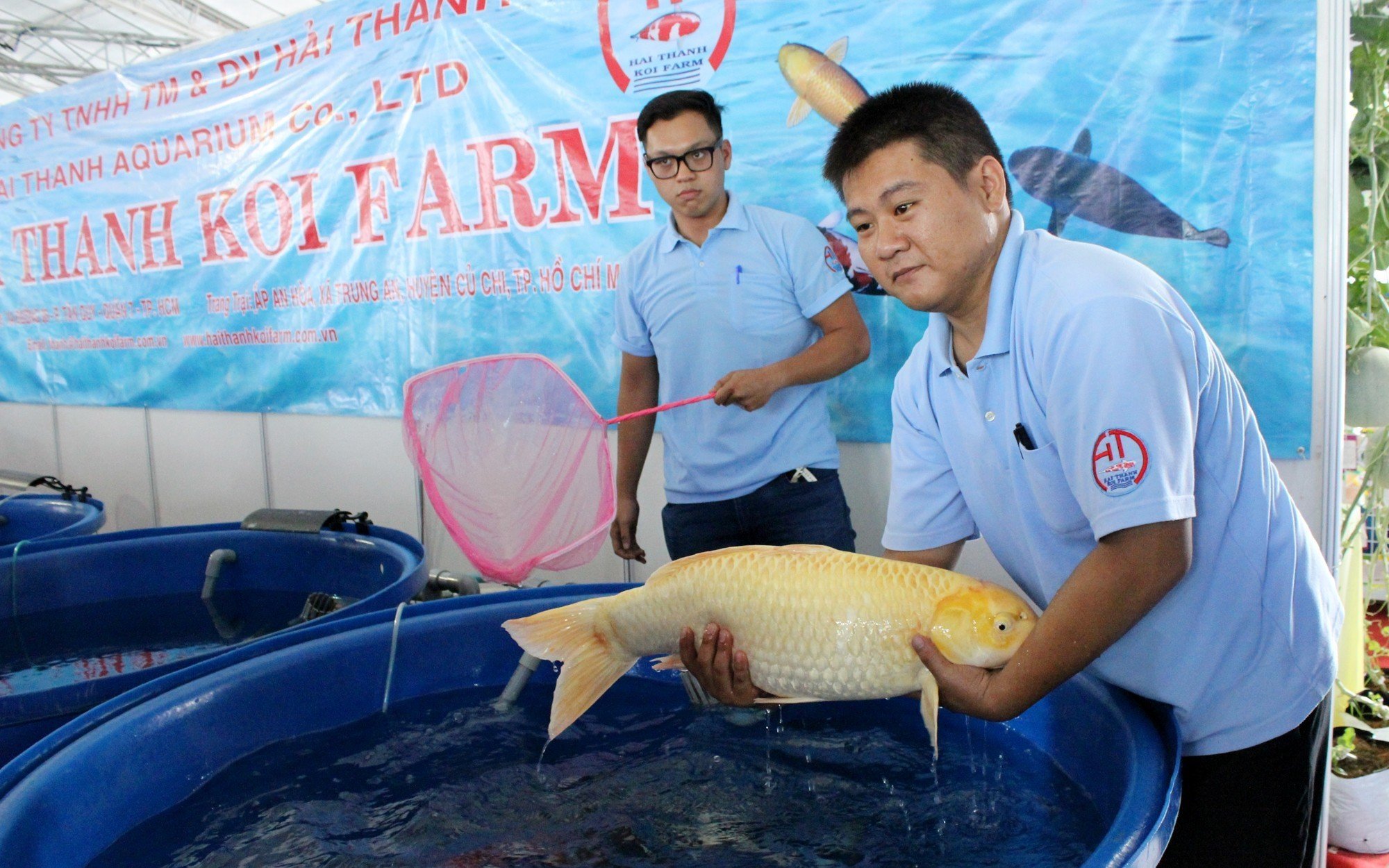 TP.HCM tập trung nhiều giải pháp để cá cảnh trở sản phẩm chủ lực phát triển nông nghiệp đô thị - Ảnh 2.