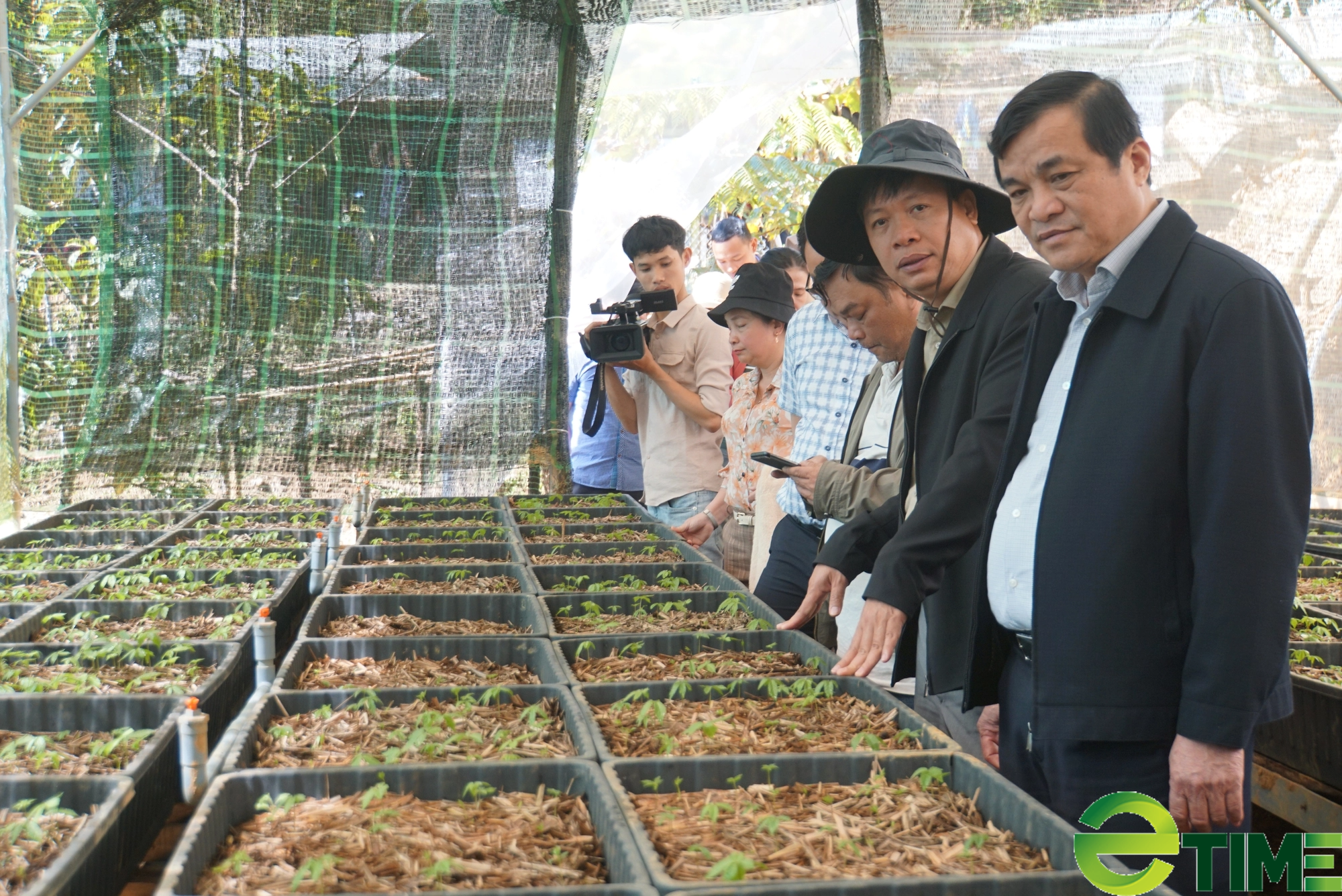 Quảng Nam “tổng rà soát” việc trồng và chế biến, tiêu thụ sâm Ngọc Linh của các doanh nghiệp - Ảnh 1. Quảng Nam “tổng rà soát” việc trồng và chế biến, tiêu thụ sâm Ngọc Linh của các doanh nghiệp - Ảnh 1.