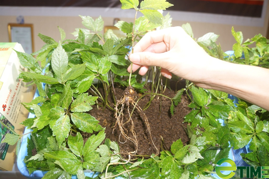 Quảng Nam “tổng rà soát” việc trồng và chế biến, tiêu thụ sâm Ngọc Linh của các doanh nghiệp - Ảnh 4. Quảng Nam “tổng rà soát” việc trồng và chế biến, tiêu thụ sâm Ngọc Linh của các doanh nghiệp - Ảnh 4.