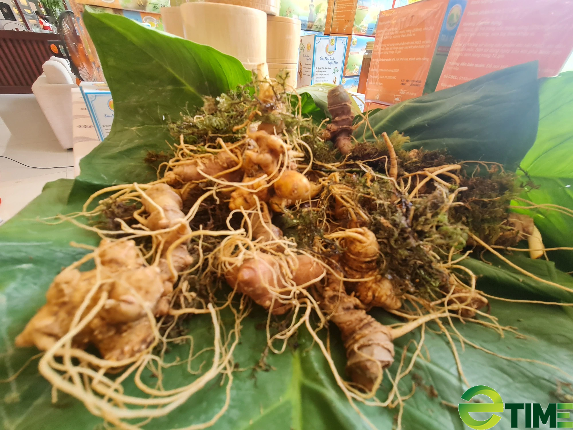 Quảng Nam “tổng rà soát” việc trồng và chế biến, tiêu thụ sâm Ngọc Linh của các doanh nghiệp - Ảnh 5. Quảng Nam “tổng rà soát” việc trồng và chế biến, tiêu thụ sâm Ngọc Linh của các doanh nghiệp - Ảnh 5.