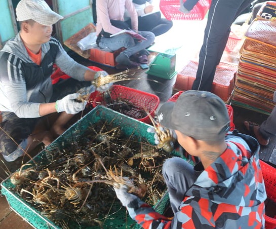 Tôm hùm Khánh Hòa xuất khẩu gặp khó, doanh nghiệp và lãnh đạo sở nói gì? - Ảnh 4.