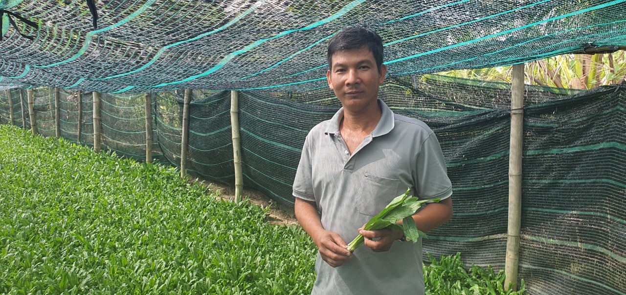 Nông dân Khánh Hòa trồng một loại cây ở vùng trũng, lá xanh mướt, khách nhìn là thích - Ảnh 4.