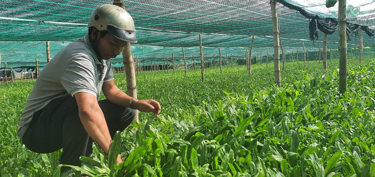 Nông dân Khánh Hòa trồng một loại cây ở vùng trũng, lá xanh mướt, khách nhìn là thích - Ảnh 1.